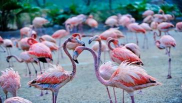 深圳东部华侨城